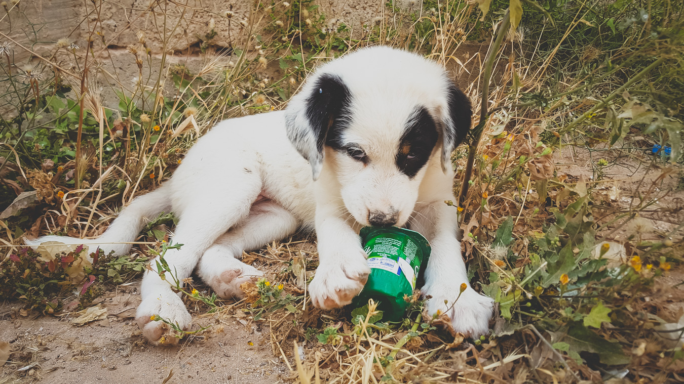 MAA Puppy